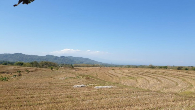 Sawah Kuno dan Istana yang Lama Hilang Ditemukan bikin Gempar