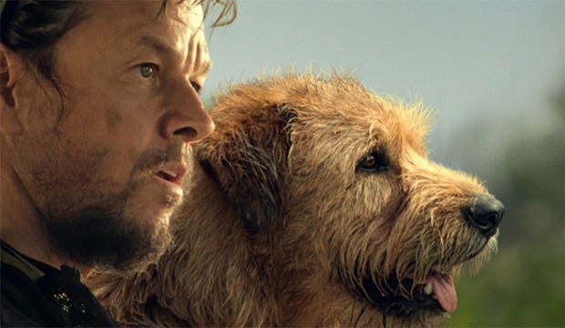 Review Film Arthur the King: Surat Cinta untuk Anjing Liar