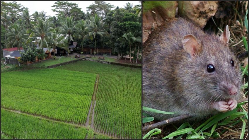 8 Hewan di Sawah dan Dampaknya Terhadap Ekosistem Pertanian