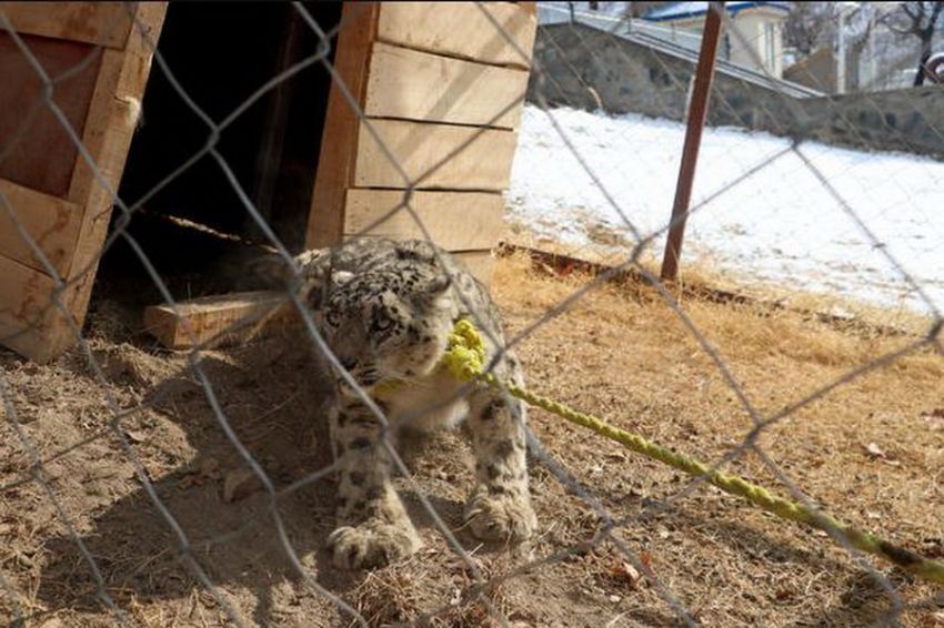 Macan Tutul Salju Langka Muncul di Afghanistan